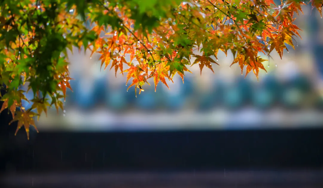 散文 | 张爱玲：秋天的雨