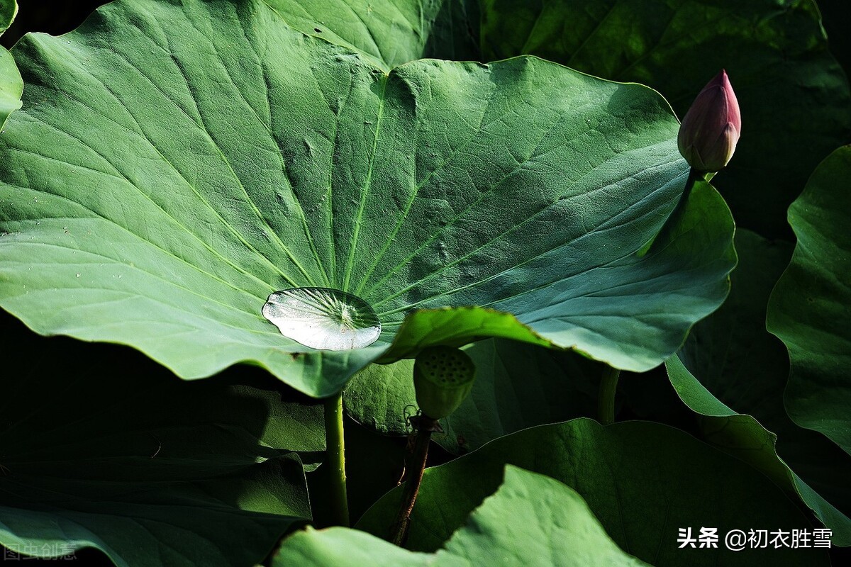 早秋唯美荷露四首：秋荷一滴露，荡漾圆复碎