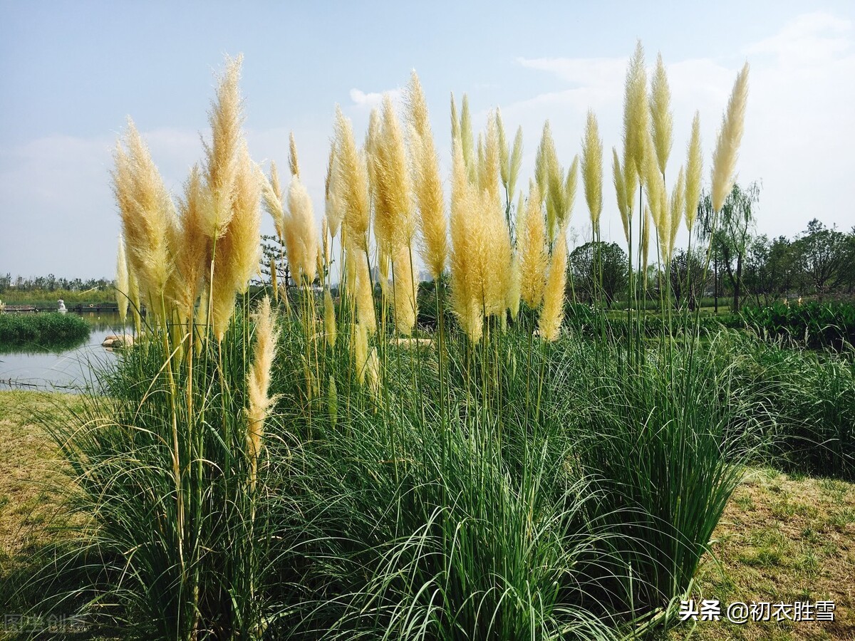 诗经里的早秋芦苇，蒹葭苍苍在水一方，是苍翠清丽的水乡家园