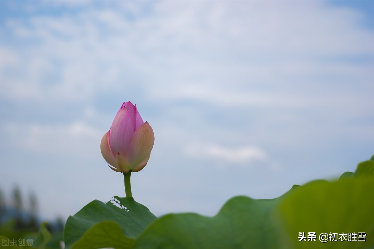 乐府诗中的荷花，高山种芙蓉，流离婴辛苦，流离和婴是什么意思？