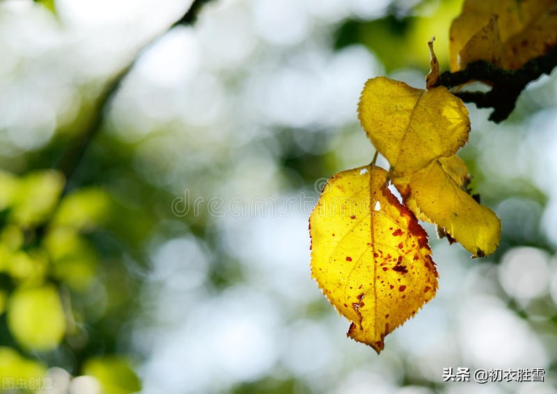 立秋六首：万绿枝头一叶黄，一夜新凉是立秋