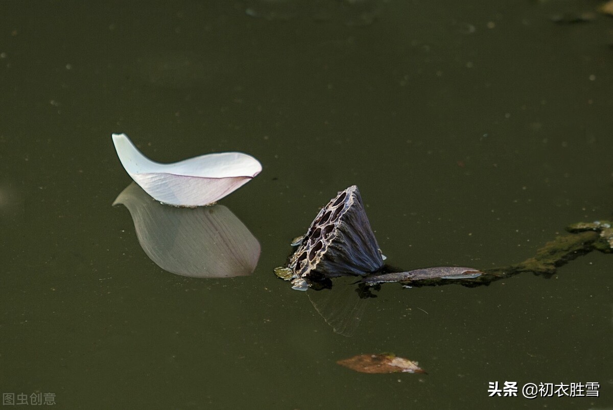 清丽秋荷五首赏读：芙蓉花开秋水冷，羡渠宛在水中央