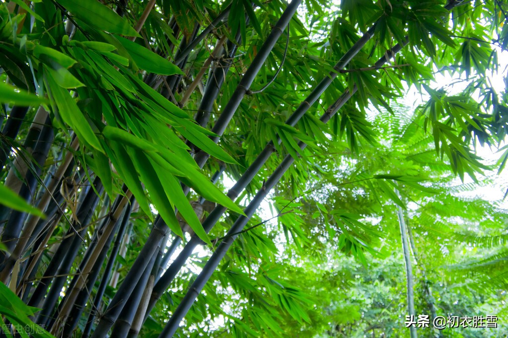 立秋时节凉风至，凉风诗词六首，凉风起天末，万里故乡情