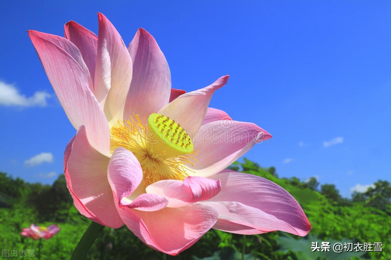 乐府诗中的荷花，高山种芙蓉，流离婴辛苦，流离和婴是什么意思？