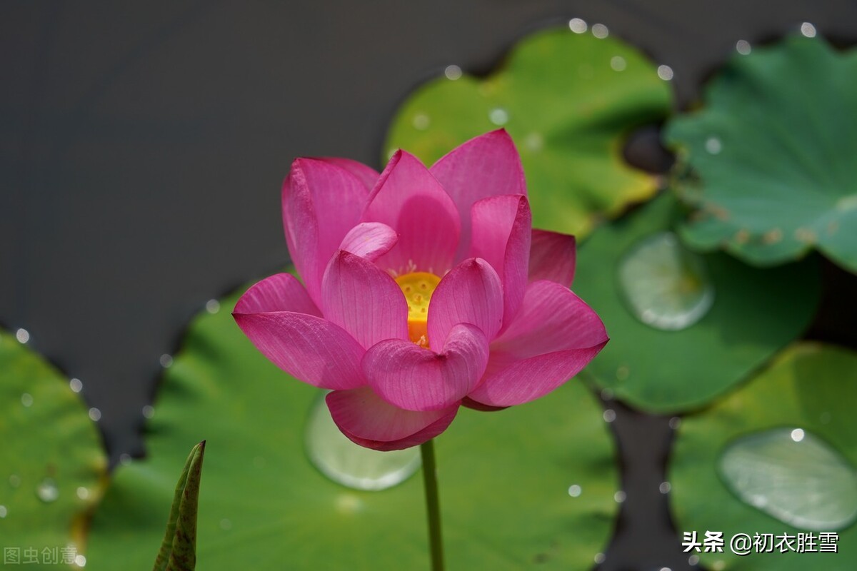 早秋藕花诗词五首，新秋折藕花，秋水藕花明