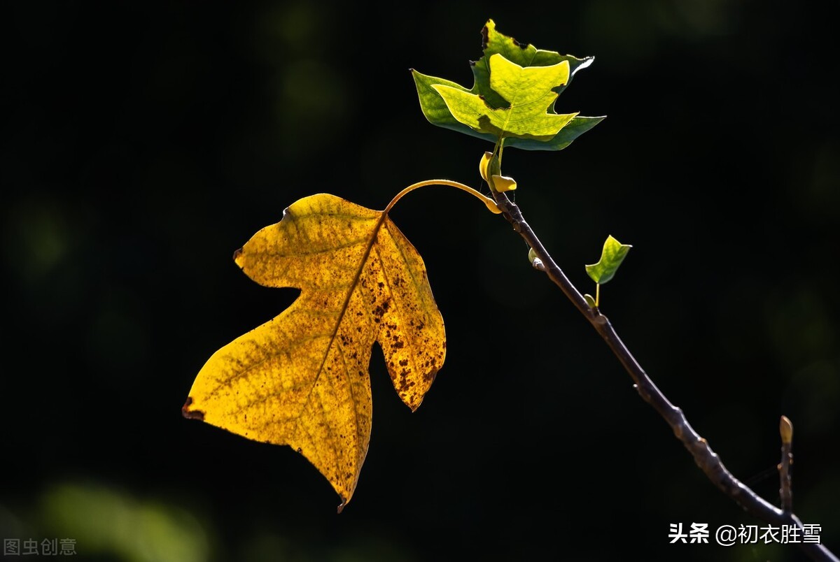 立秋六首：万绿枝头一叶黄，一夜新凉是立秋