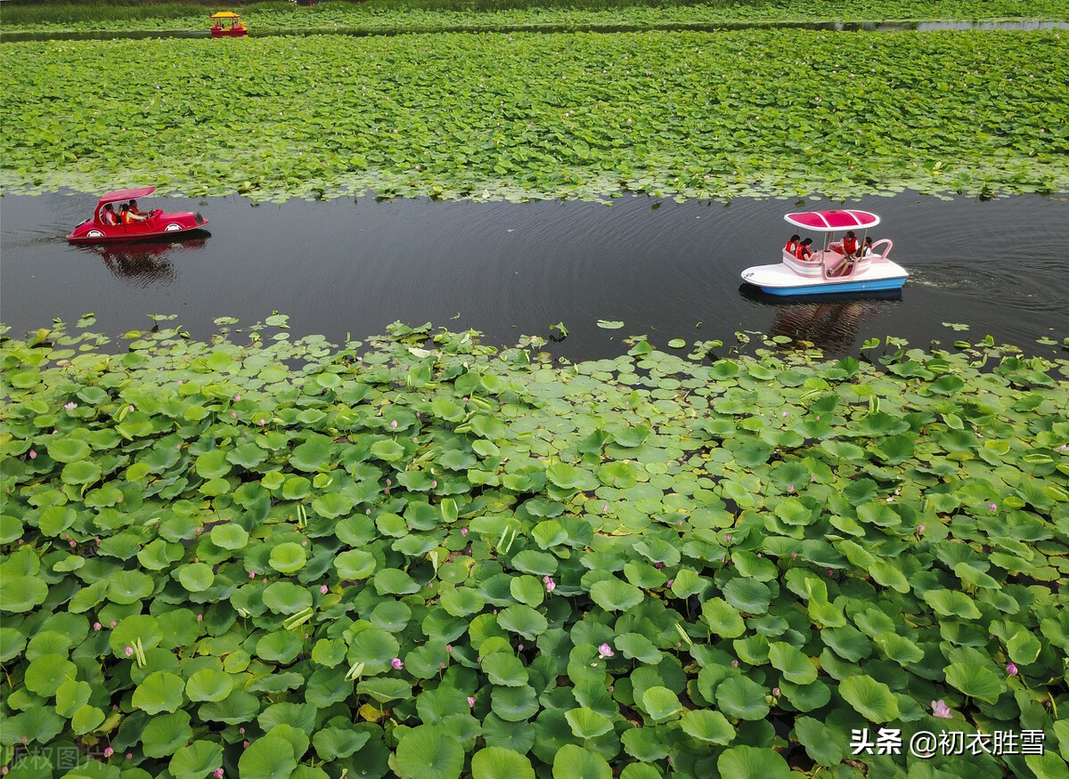 壮美荷塘五首：万柄荷花红绕路，红白芙渠千万朵