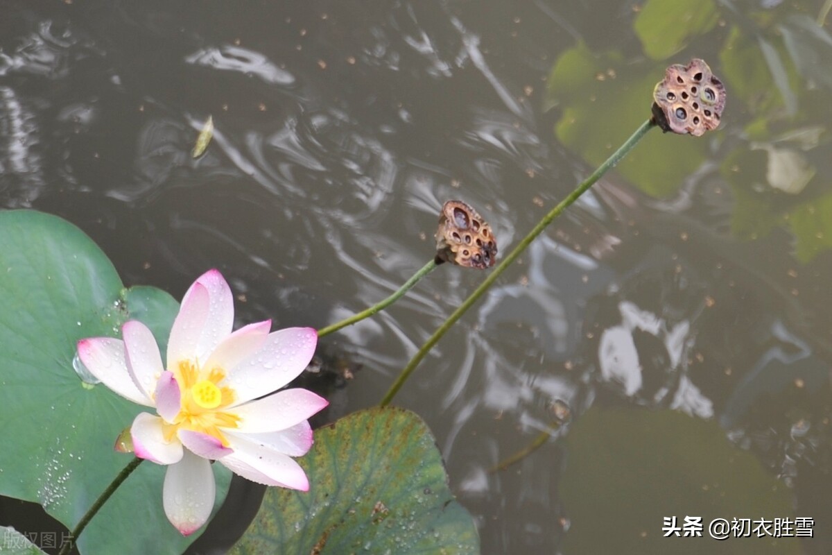 纳兰性德两首中元节诗词赏析，从悲痛到苍凉，不变的是思念