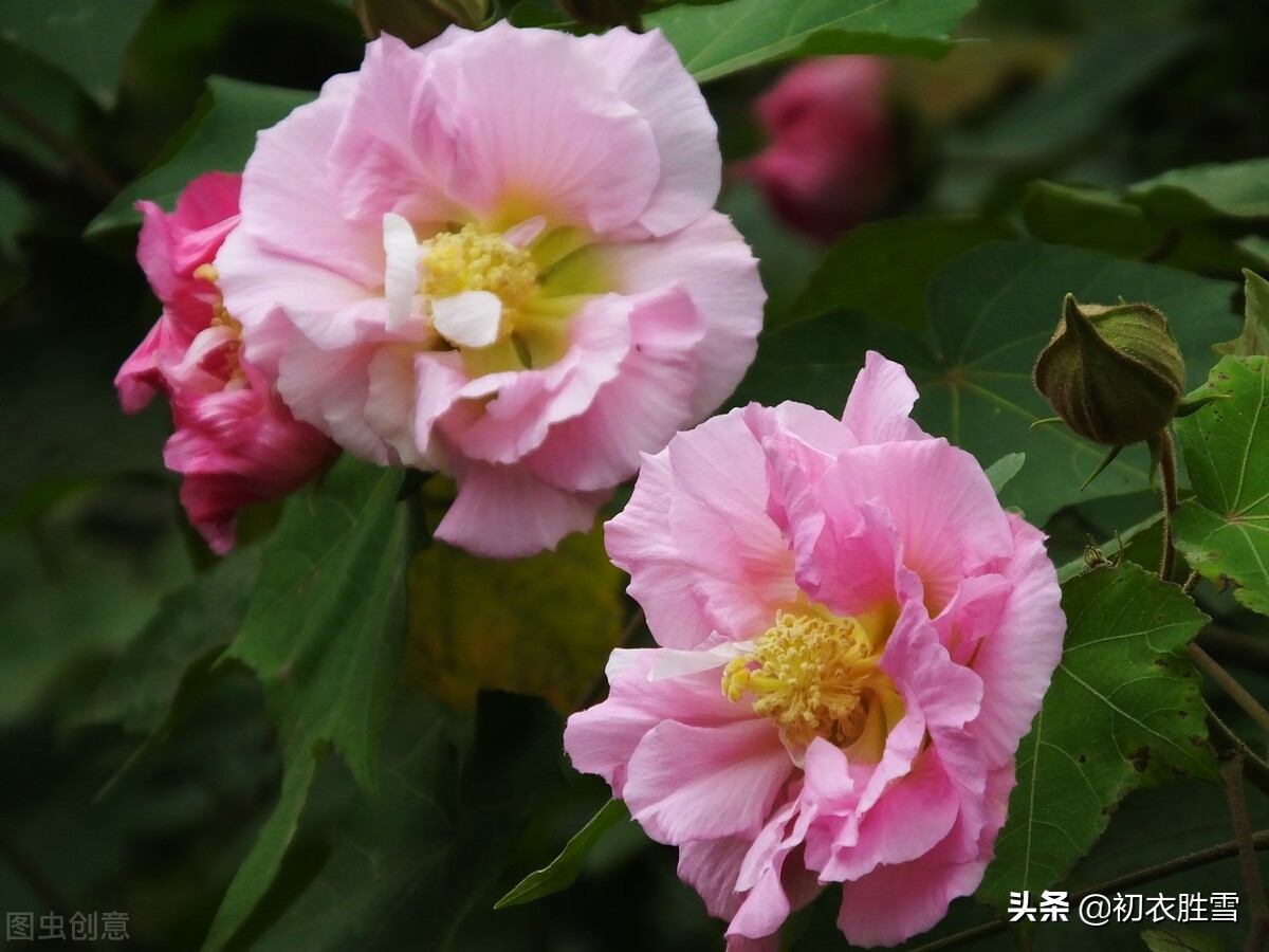 早秋木芙蓉唐诗6首赏读：水面芙蓉秋已衰，水莲花尽木莲开