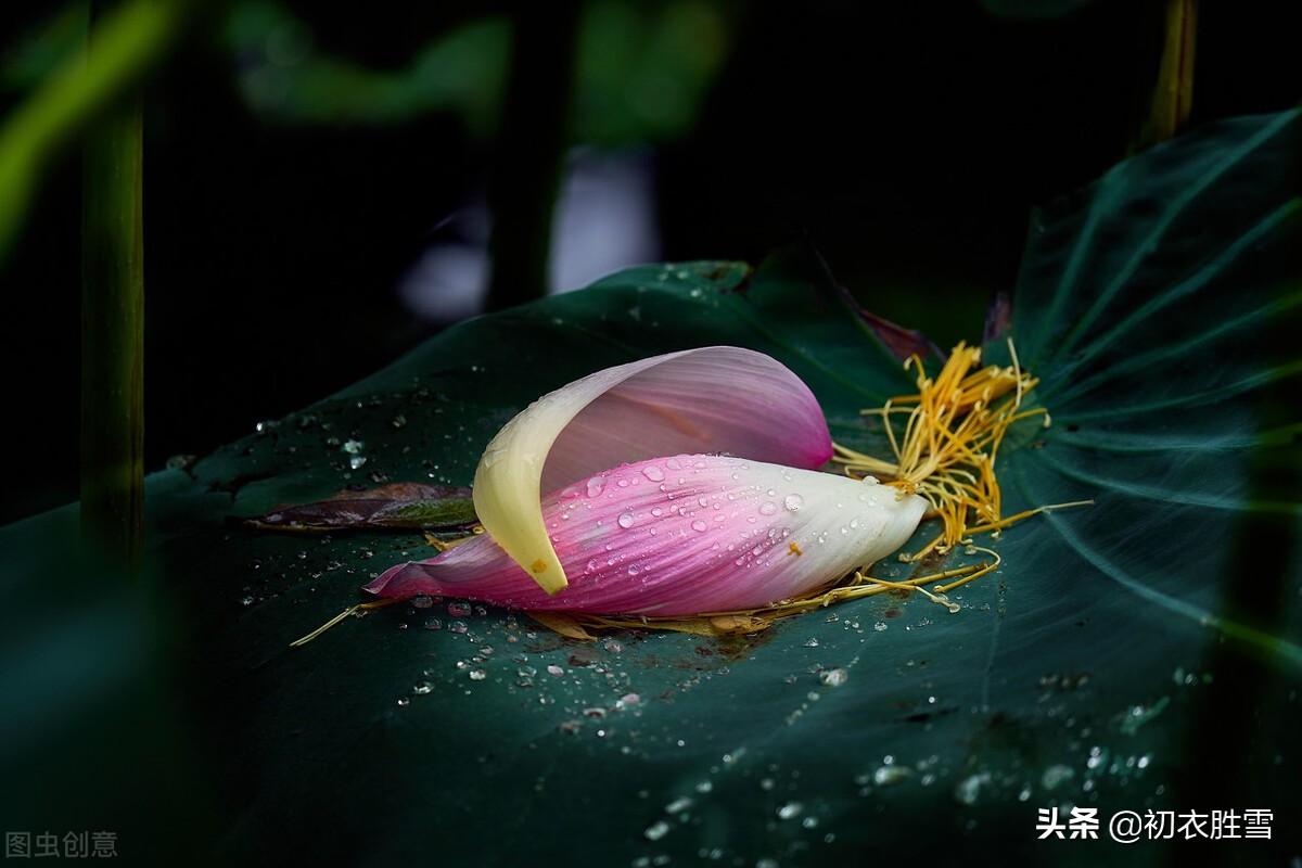 乐府子夜秋歌七首，秋爱两两雁，春感双双燕，明丽浓情的秋日情诗