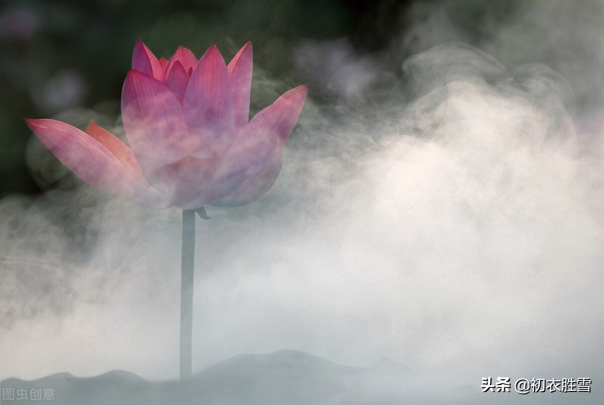 乐府诗中的荷花，高山种芙蓉，流离婴辛苦，流离和婴是什么意思？