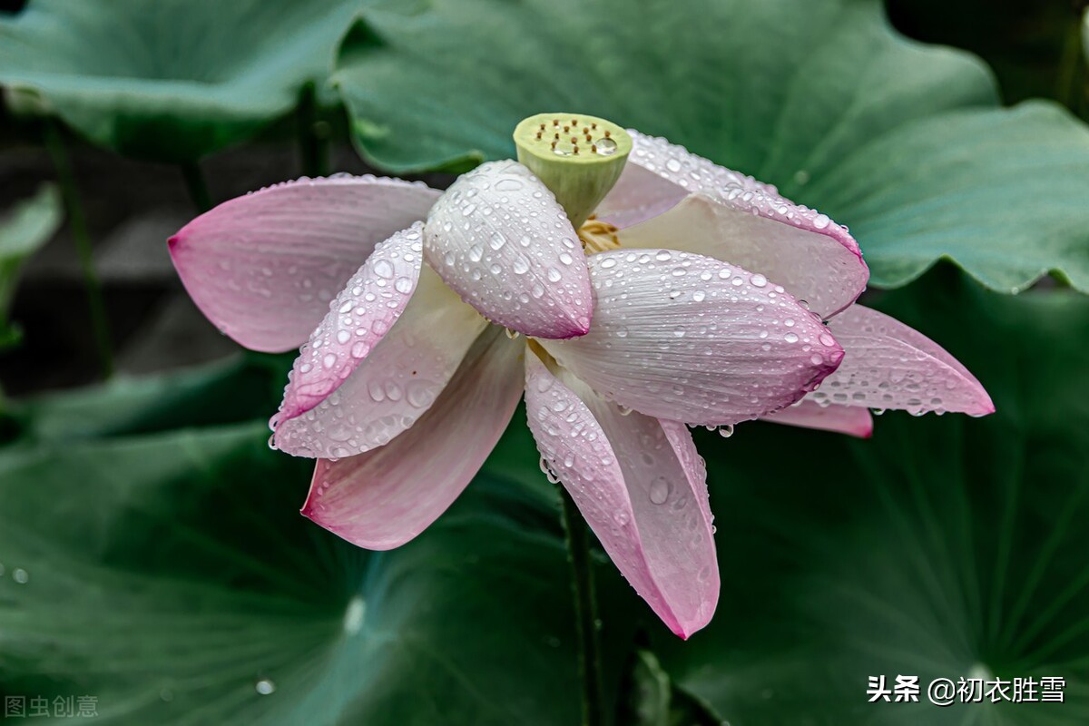 纳兰性德七夕词三首赏读：茫茫碧落，天上人间情一诺