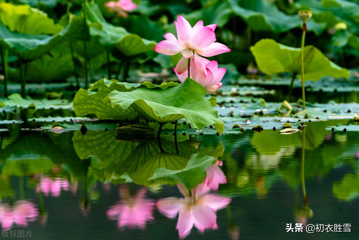 欧阳修《渔家傲》之早秋荷花，早秋荷花美，芙蓉生翠水