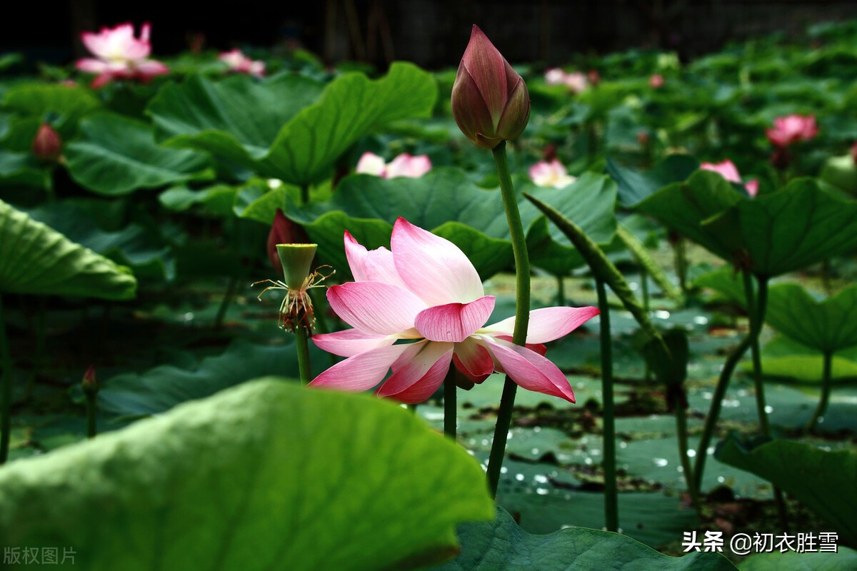 新秋美诗美句五则赏析：荷叶荷花何处好，大明湖上新秋