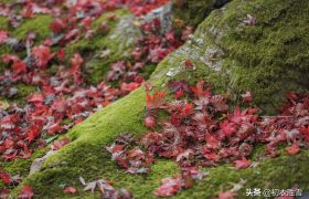 看看唐诗六首中的青苔落叶，红叶青苔地，白露湿青苔