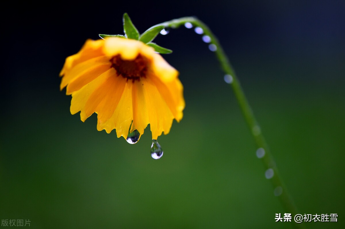 乐府子夜秋歌七首，秋爱两两雁，春感双双燕，明丽浓情的秋日情诗