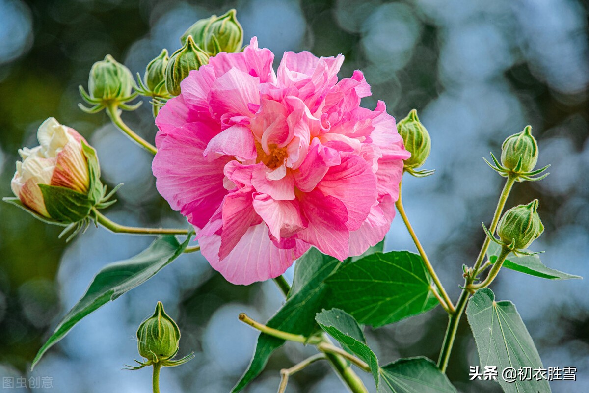 早秋木芙蓉唐诗6首赏读：水面芙蓉秋已衰，水莲花尽木莲开