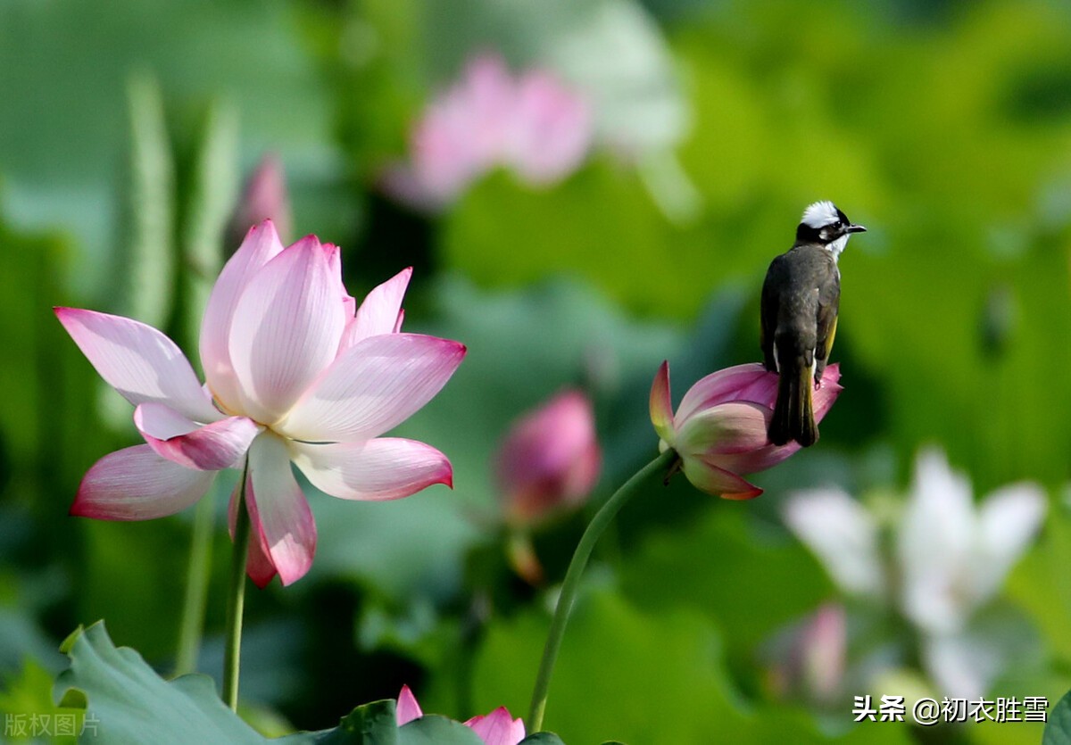 壮美荷塘五首：万柄荷花红绕路，红白芙渠千万朵