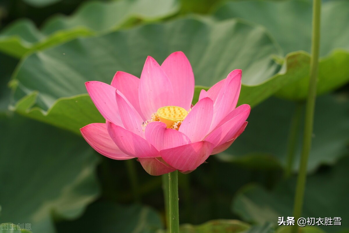 ​红荷花诗词名句10首：芙蓉葩红鲜，莲心彻底红