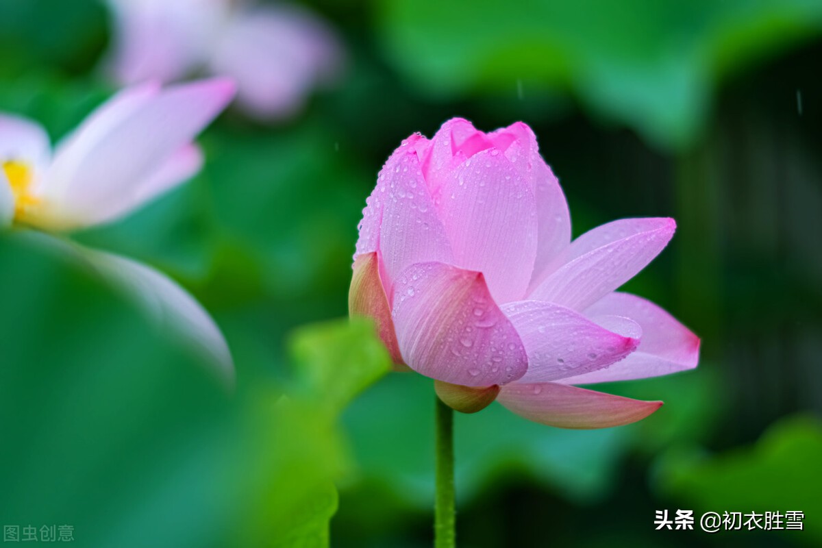 纳兰性德唯美荷花两首，一朵芙蓉著秋雨，并蒂莲花绾红妆