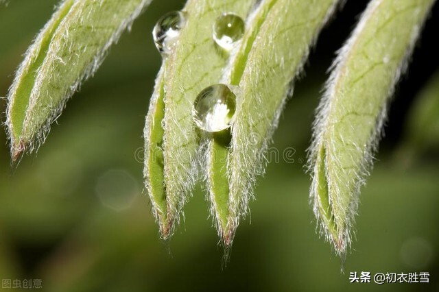 秋露六首，譬如朝露，在露水诗里，感受光阴和人生