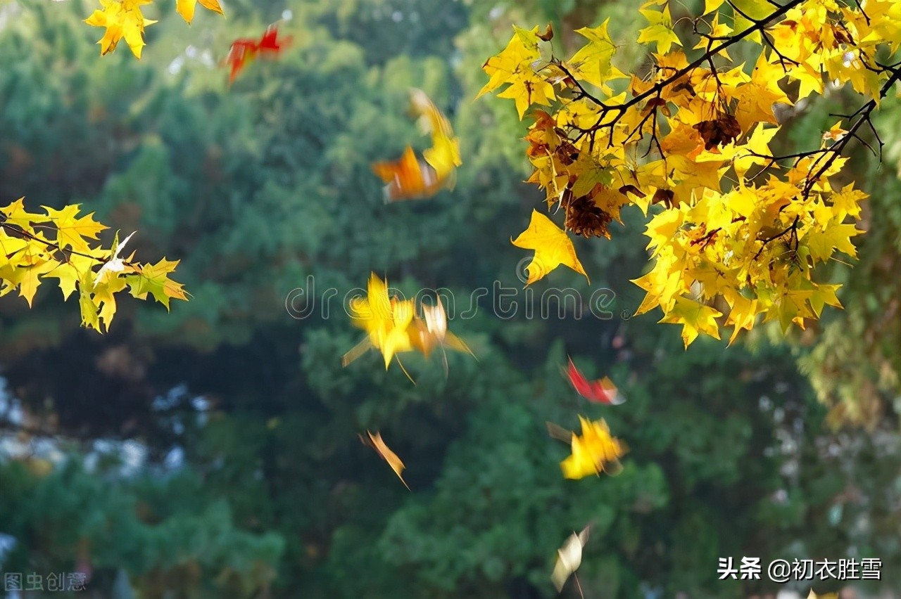 那黄叶在风中飞舞,总是因为秋天到了,总是因为秋风来了,那树叶才飘落