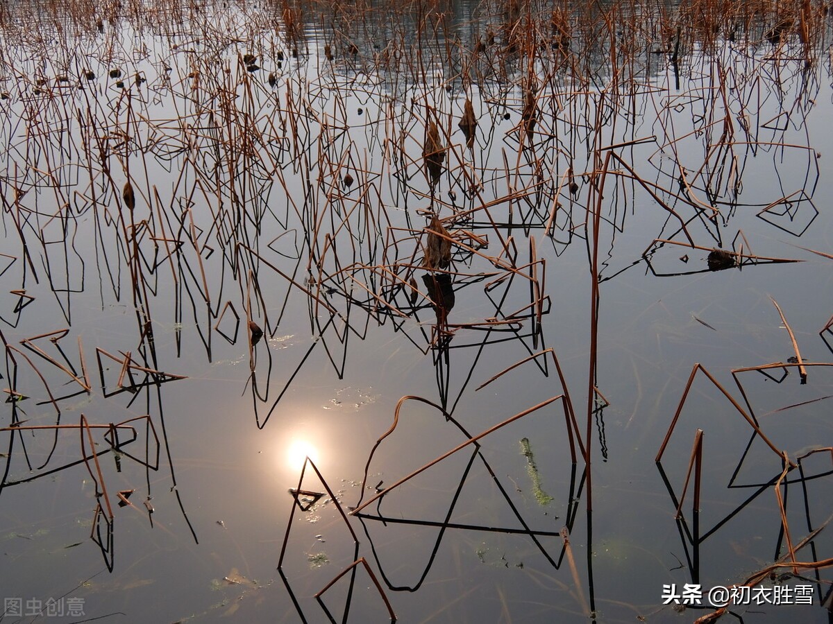 比李商隐的枯荷更为悲凉的，是元好问的，肠断枯荷夜雨声