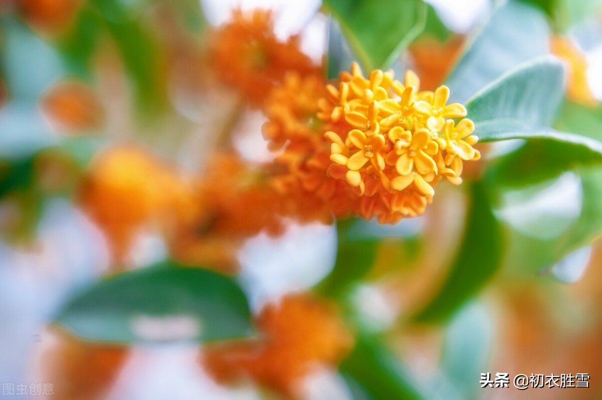 金秋桂花美诗三首：枝生无限月，花满自然秋