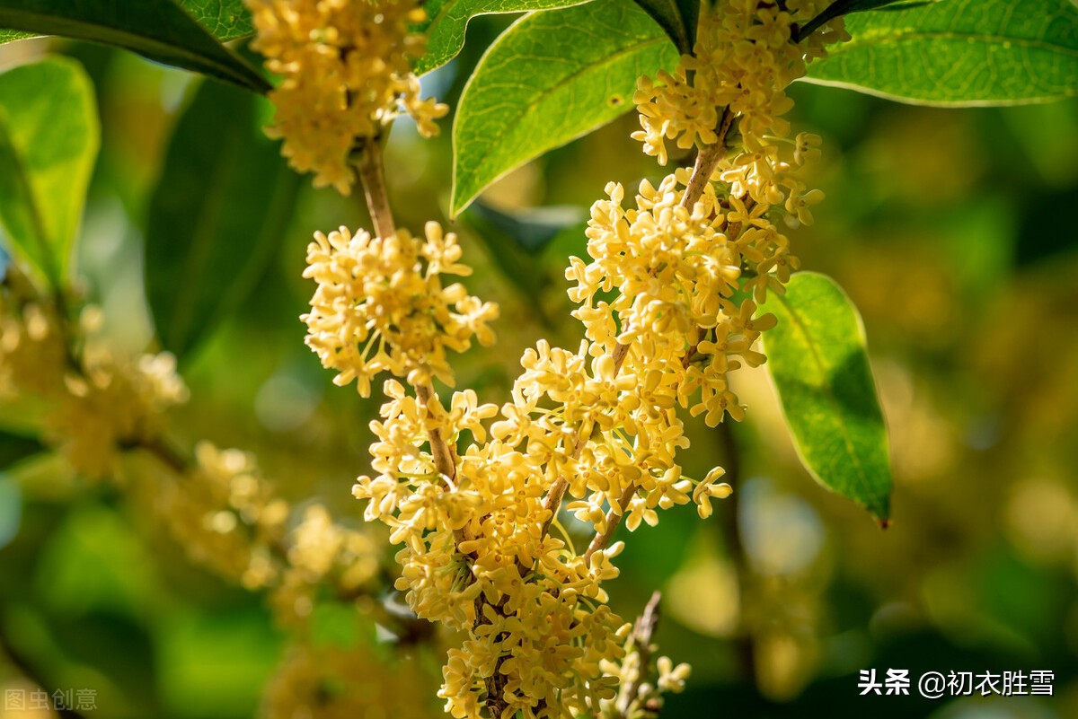 金秋桂花美诗三首：枝生无限月，花满自然秋