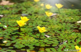 李商隐无题中的秋意，风摇菱枝露冷桂花，愈隔绝，愈相知，愈相思