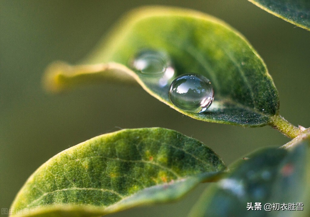 秋露六首，譬如朝露，在露水诗里，感受光阴和人生