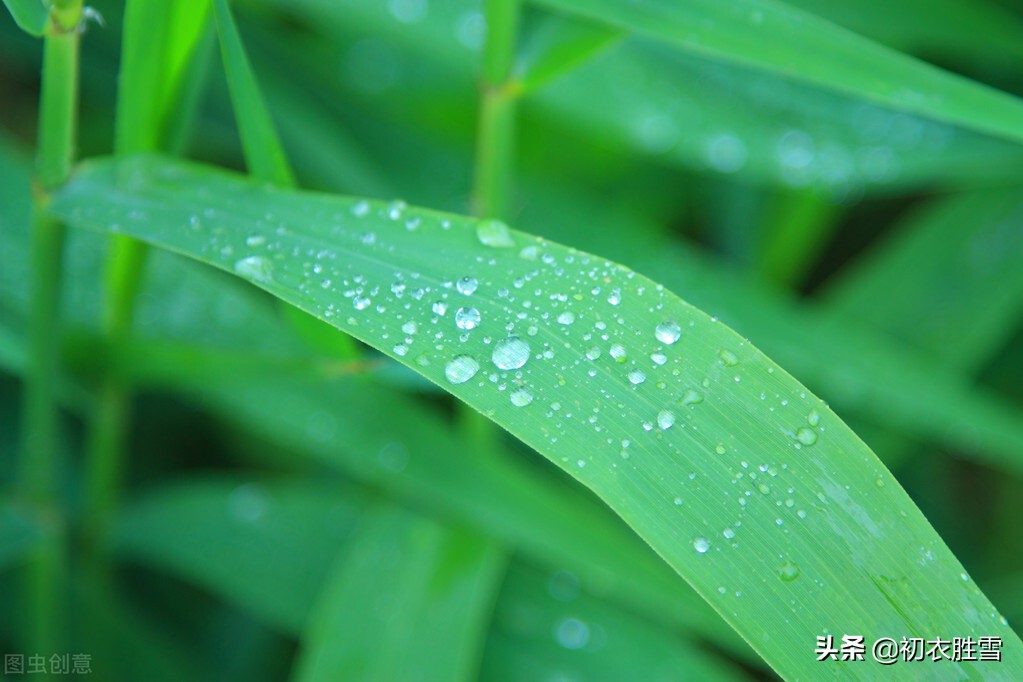 秋露六首，譬如朝露，在露水诗里，感受光阴和人生