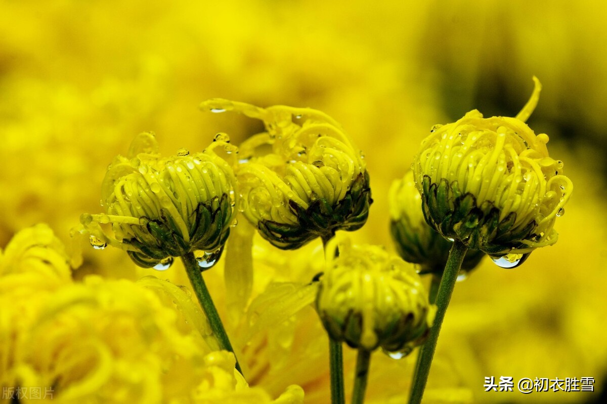 风雨菊花诗词四首赏读：寒枝带雨开仍艳，晚节凌霜赏未迟