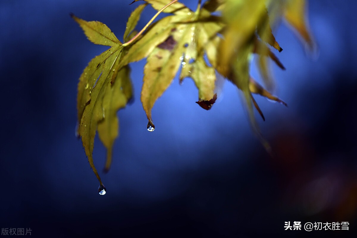 晚秋唐诗美句，雨中黄叶树，灯下白头人，诗句苍凉，情谊温厚