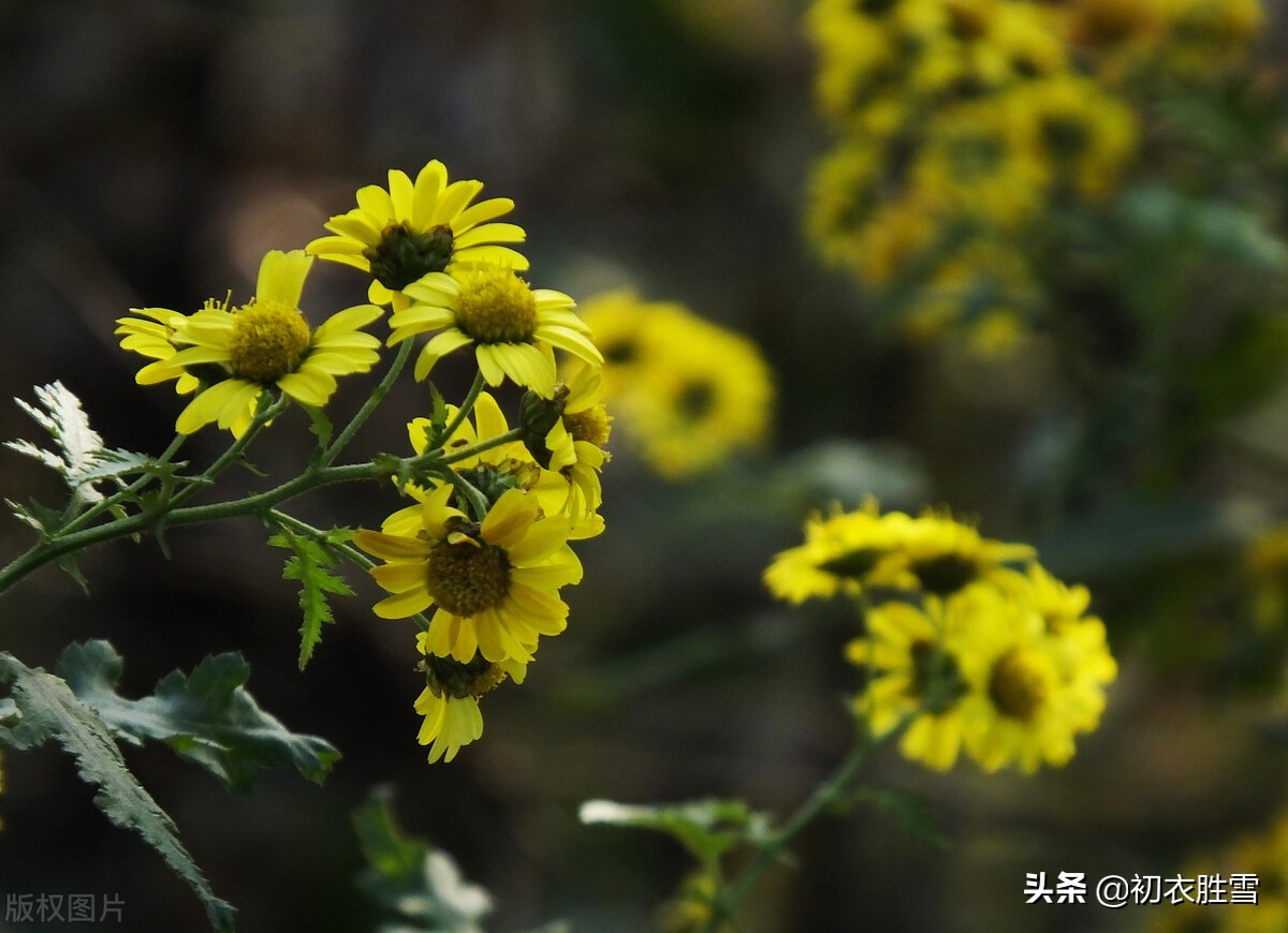 重阳节老人节诗词六首：白日明朝依旧在，黄花非晚是重阳