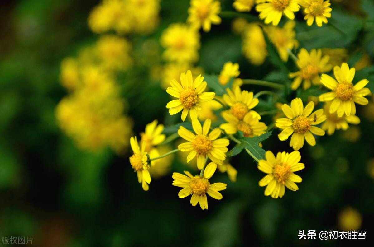 晚秋美词三首，千林红叶同春赏，一本黄花金十串