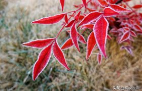 霜降节气霜叶美诗四首：叶为诗者色，霜乃画之师，丹枫树树奇