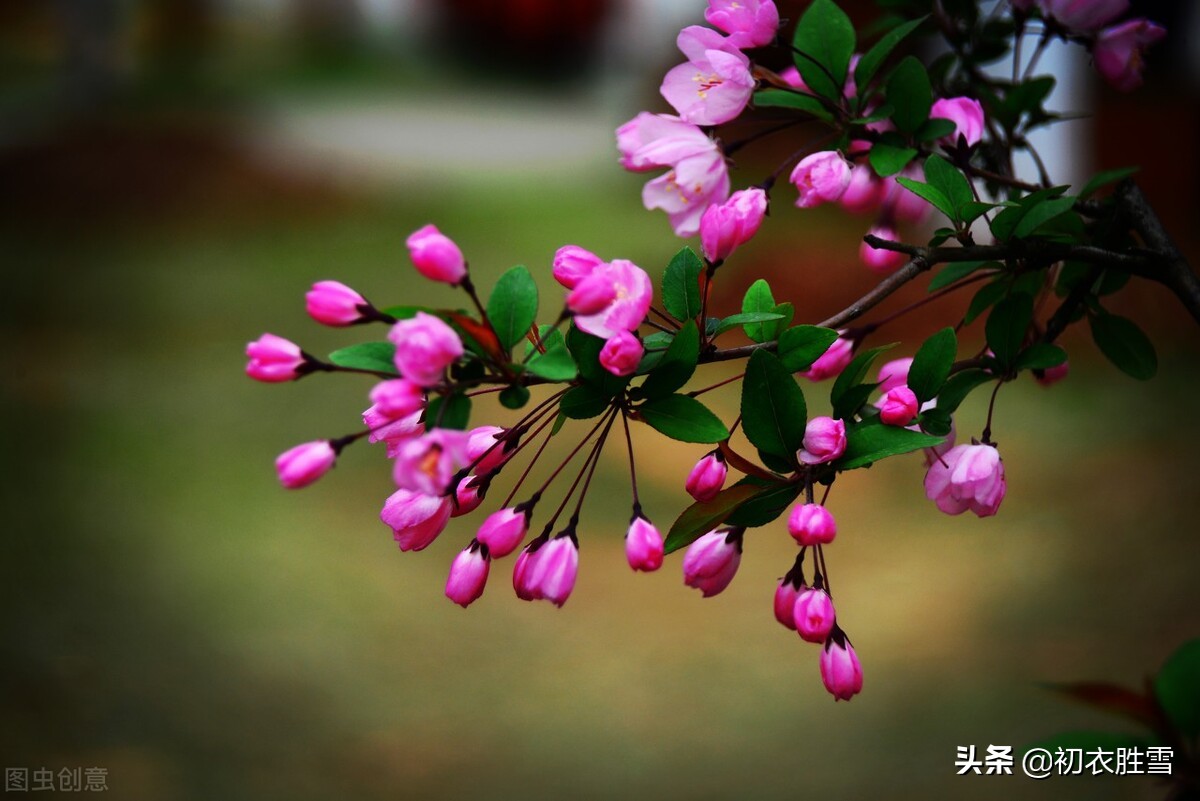 反季节秋日海棠三首：一枝红雪，绿罗衫子瘦来宽，只在秋天