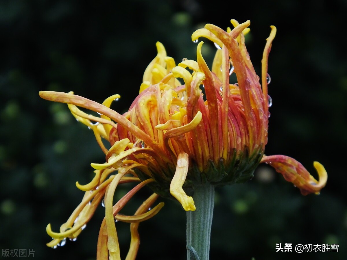 风雨菊花诗词四首赏读：寒枝带雨开仍艳，晚节凌霜赏未迟