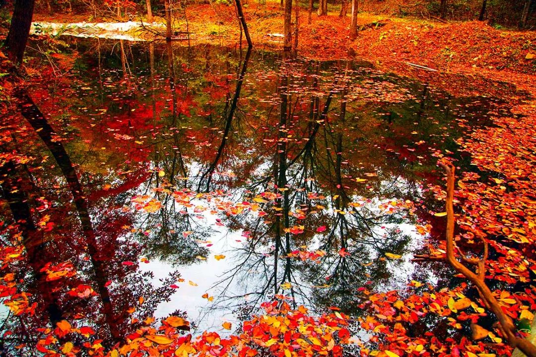 中国金秋10大最美红叶林，铺天盖地的红，火红撩人