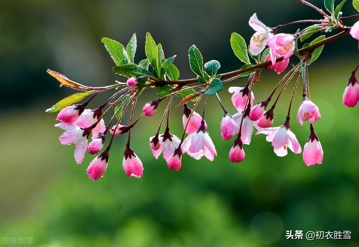 反季节秋日海棠三首：一枝红雪，绿罗衫子瘦来宽，只在秋天