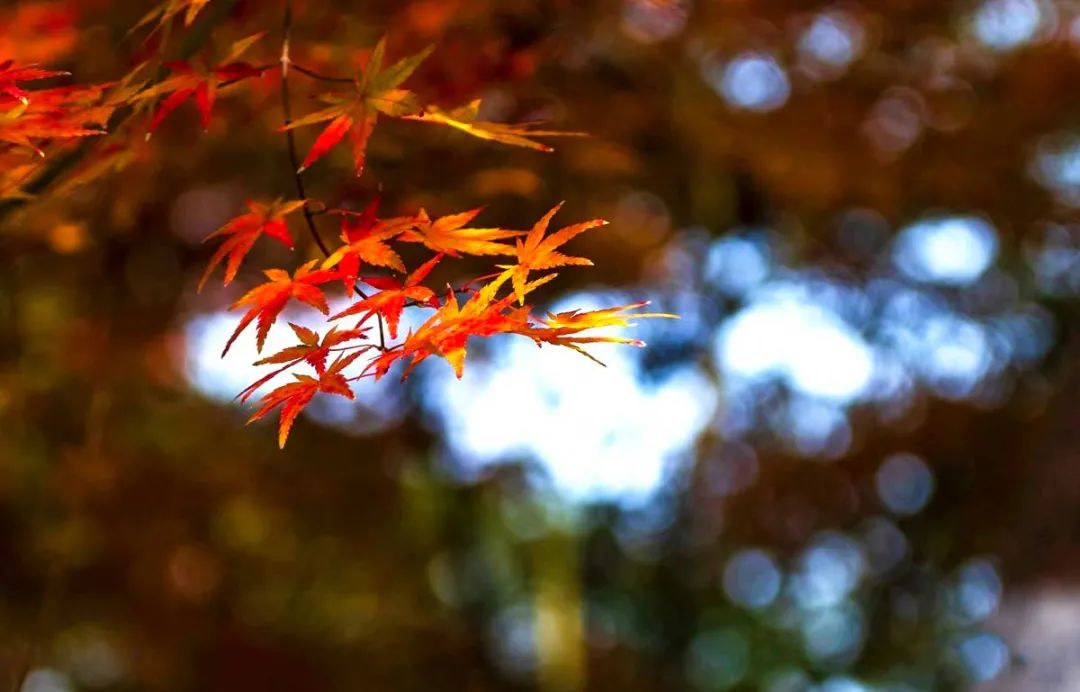 中国金秋10大最美红叶林，铺天盖地的红，火红撩人