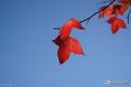 晚秋红叶黄花明丽诗词五首：红叶黄花三峡雨，高风亮节一天秋