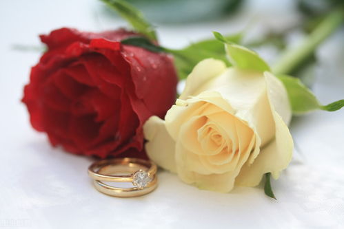 8分钟读完《红玫瑰与白玫瑰》：男人更爱妻子，还是情人？