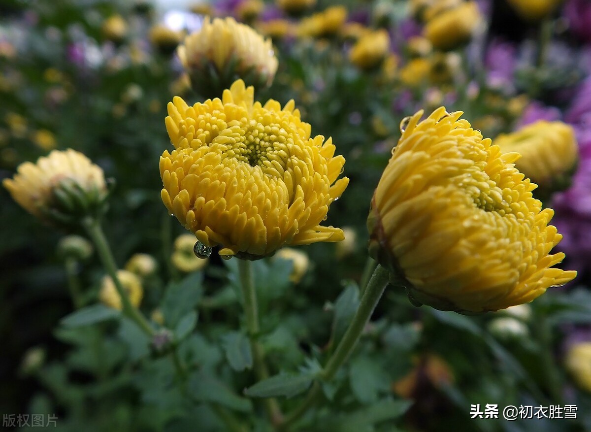 风雨菊花诗词四首赏读：寒枝带雨开仍艳，晚节凌霜赏未迟