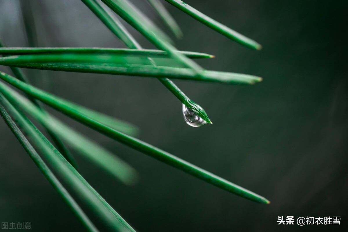 寒露节气古诗四首：寒露正催黄菊晚，一林寒露紫梨繁