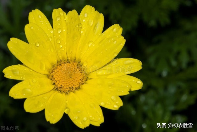 寒露节气古诗四首：寒露正催黄菊晚，一林寒露紫梨繁