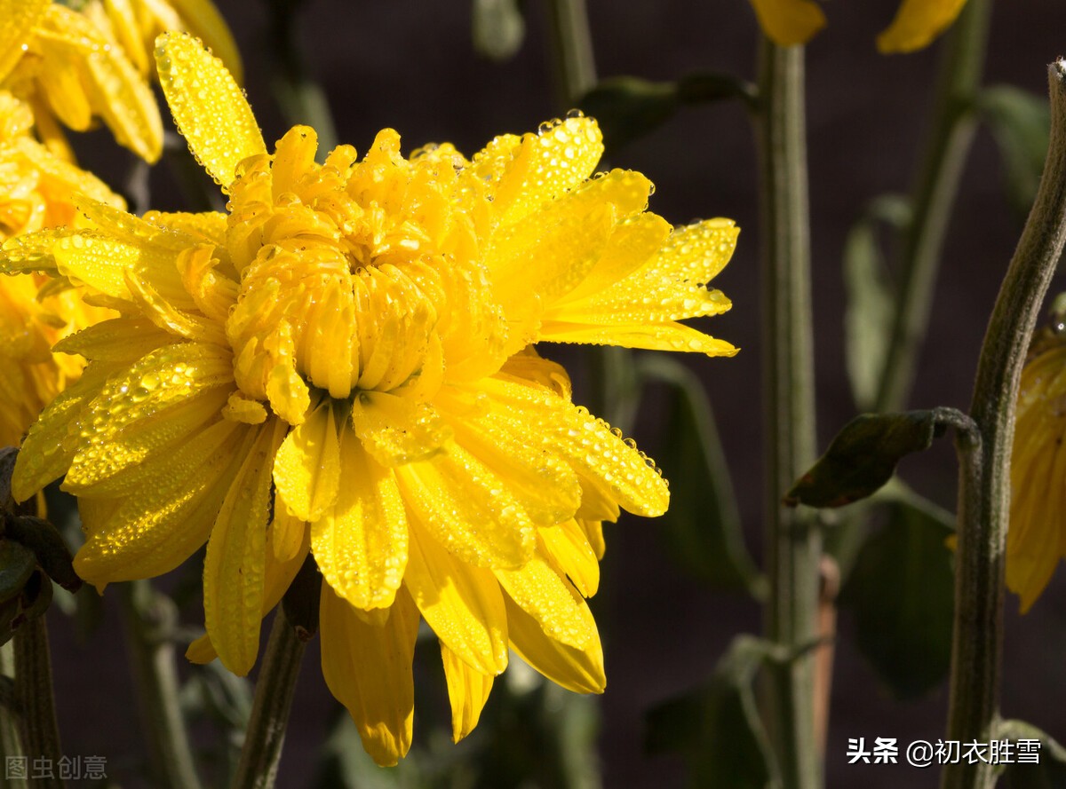 寒露节气古诗四首：寒露正催黄菊晚，一林寒露紫梨繁