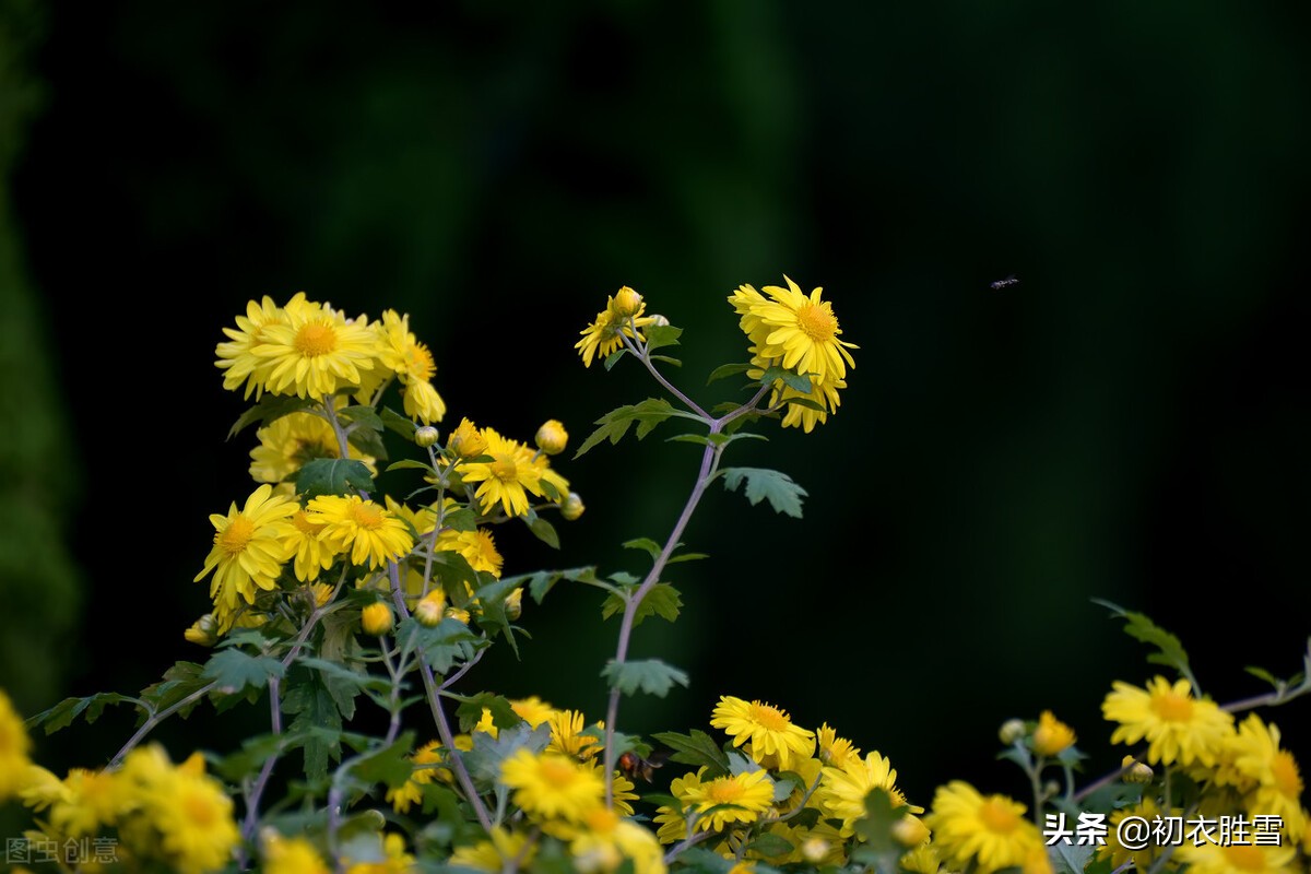 溯源菊月菊花：季秋之月，鞠有黄花