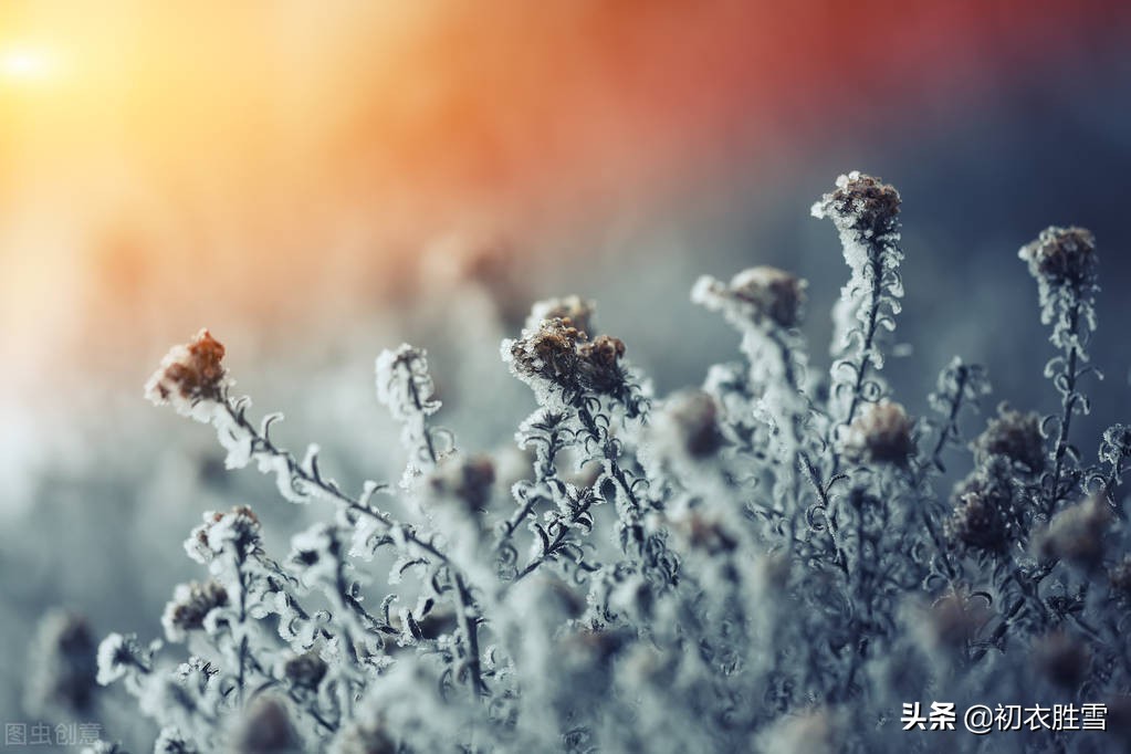 诗僧函可残菊四首赏读：不向篱间死，徘徊冰雪里